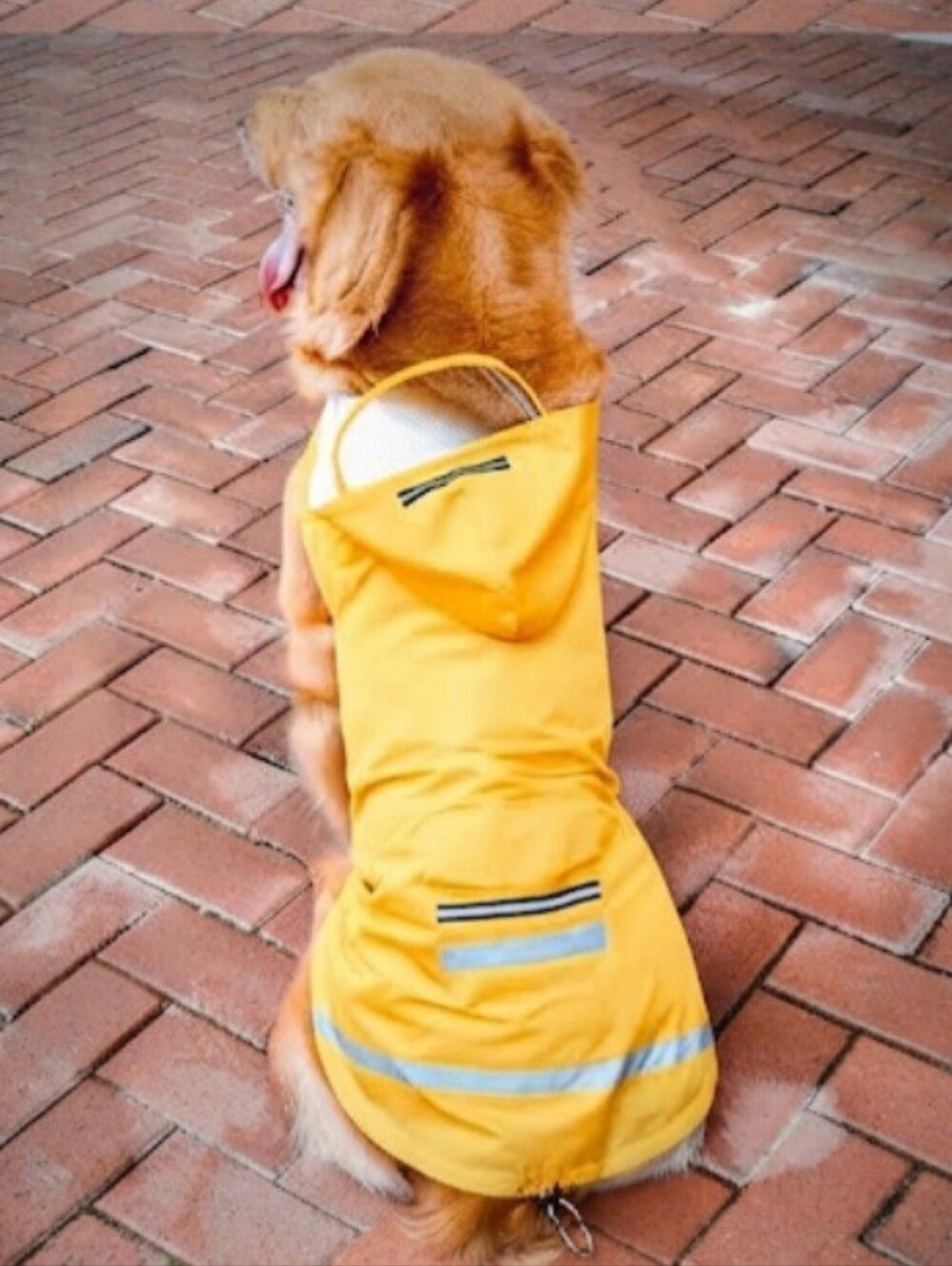 EUC, Outdoor, Waterproof, Reflective Yellow, Coat, For Medium Large Dog.